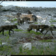 Illustration for article titled Gorgeous Photos Show Bears and Wolves Feasting Together on a Dead Whale